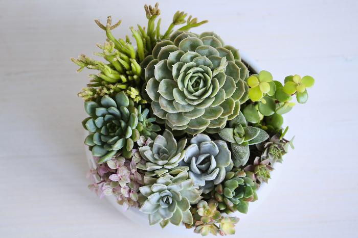 Large Succulent Arrangement Succulent Centrepiece Succulent Gift