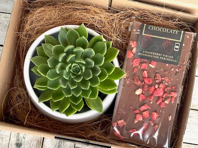 Succulent Gift Box with Chocolate