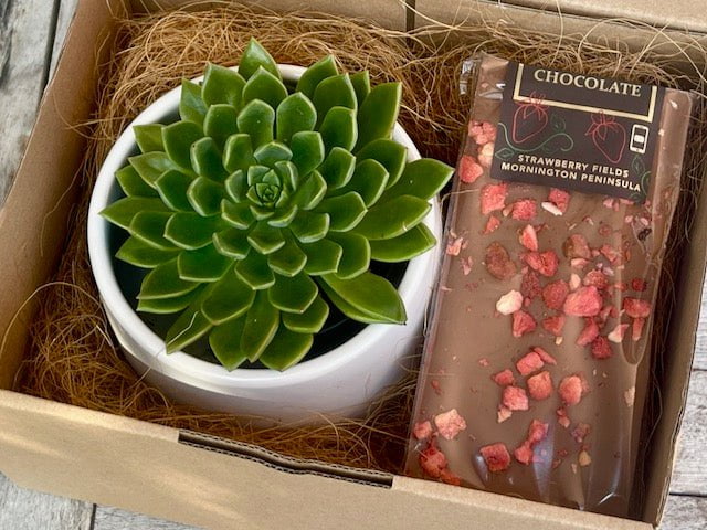 Succulent Gift Box with Chocolate