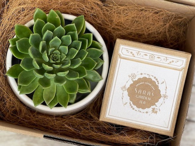 Succulent Gift Box with Tea - Large