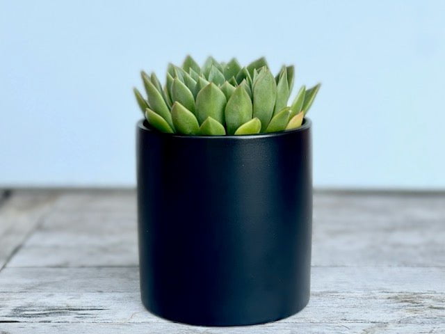 Succulent in black ceramic pot - 10 cm