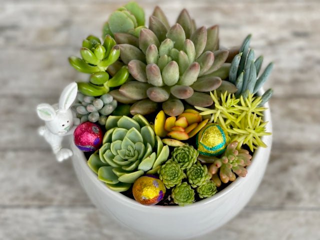 Easter succulent arrangement / Succulent with Easter egg & bunny