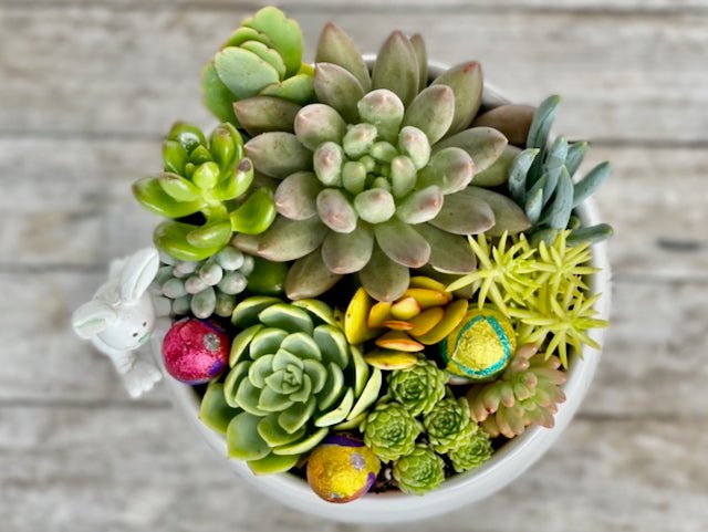 Easter succulent arrangement / Succulent with Easter egg & bunny