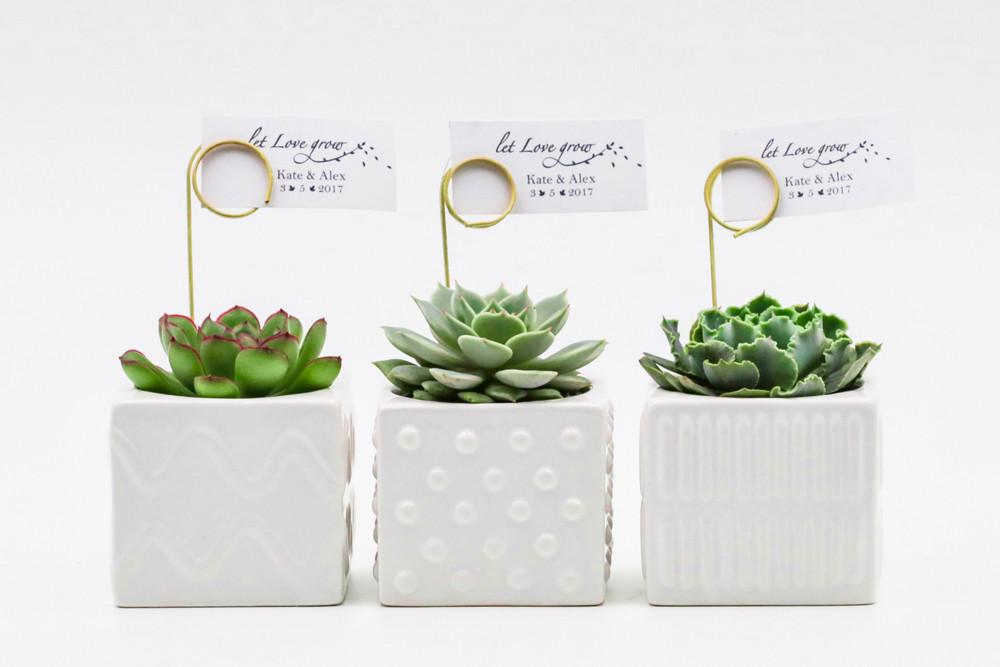 Succulents in a mix of square ceramic pots