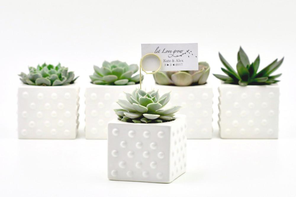 Succulent in Ceramic Polka Dot Pot