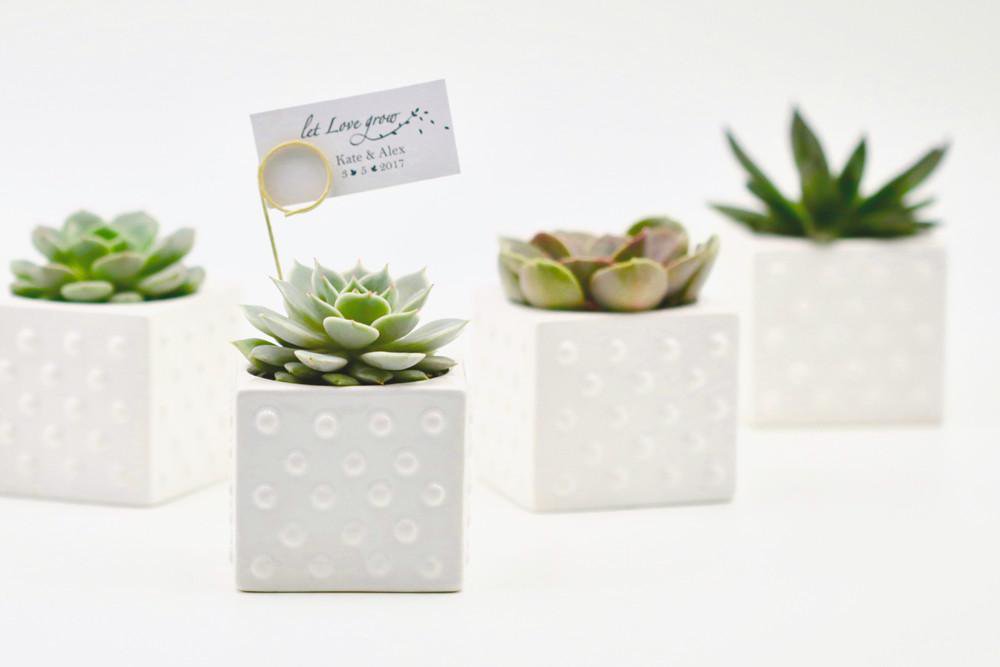 Succulent in Ceramic Polka Dot Pot