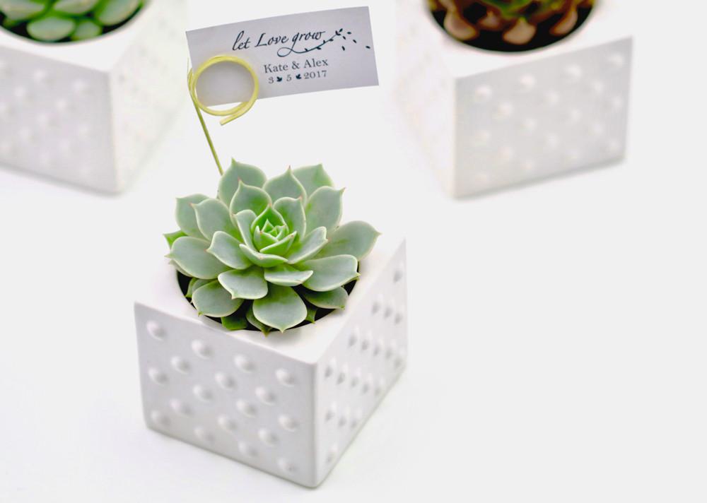 Succulent in Ceramic Polka Dot Pot