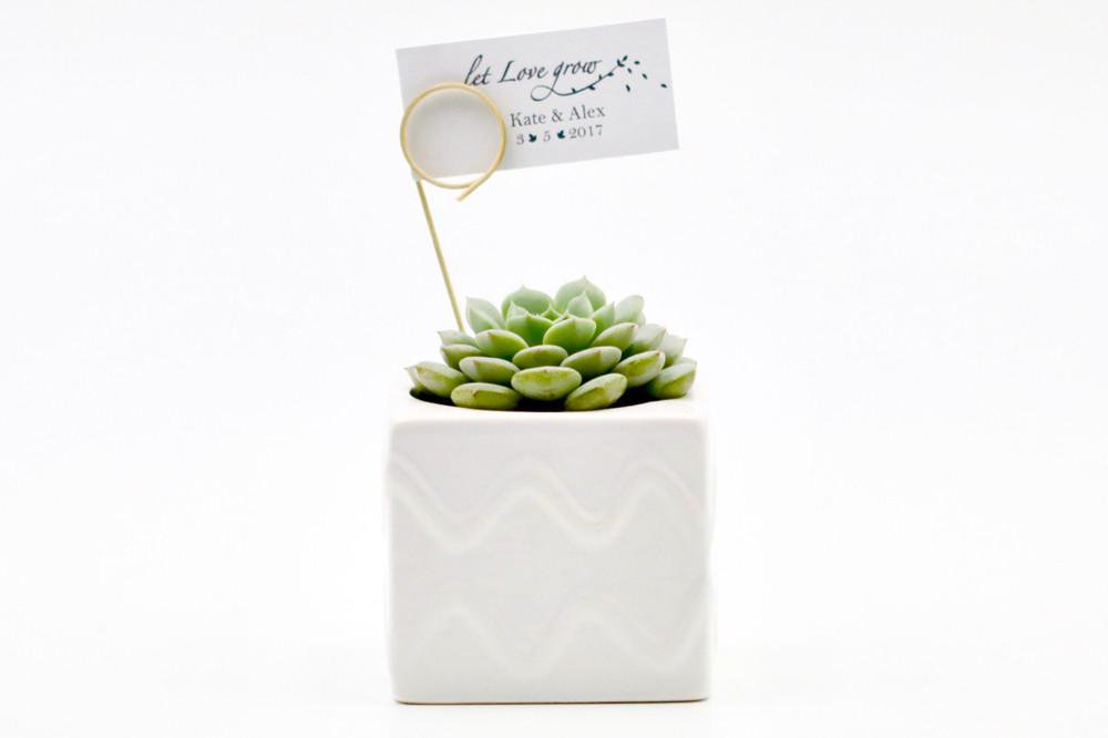 Succulent in Wavy Ceramic Pot