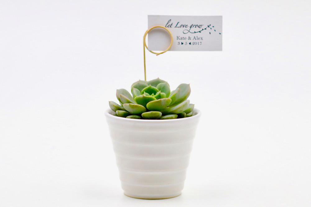 Succulent in Ceramic Cone Shaped Pot