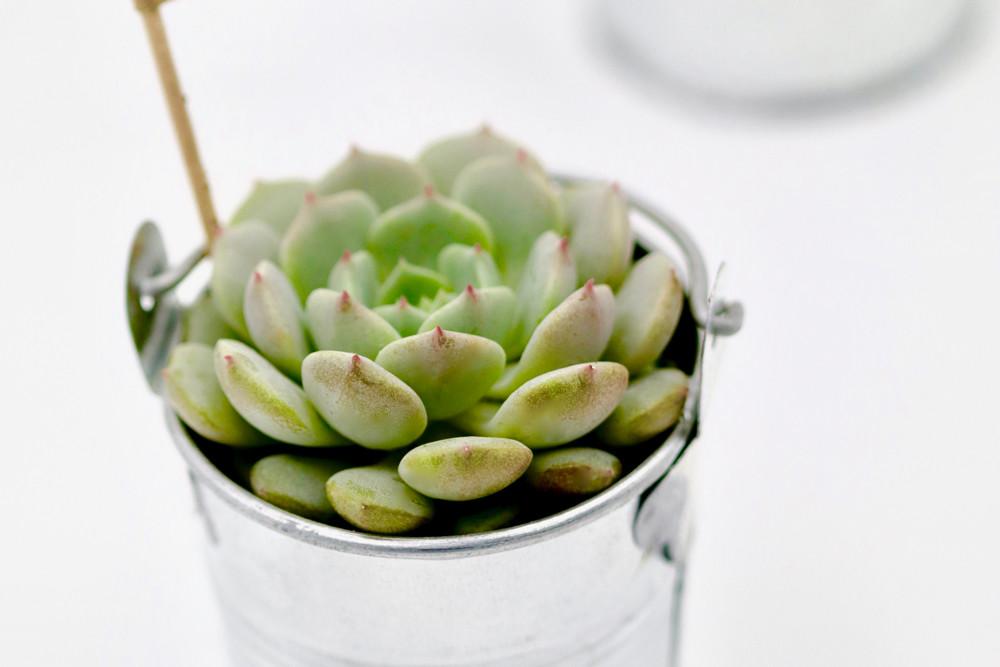 Succulent in 8cm Tin Bucket - Silver