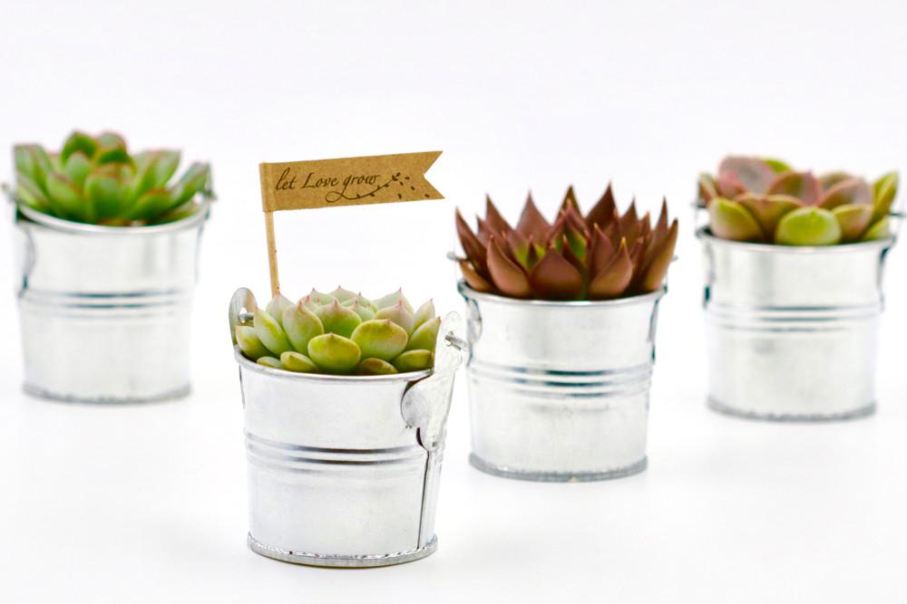 Succulent in 8cm Tin Bucket - Silver