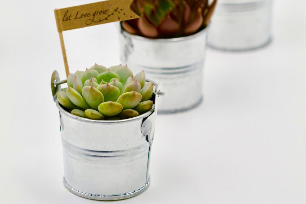 Succulent in 8cm Tin Bucket - Silver