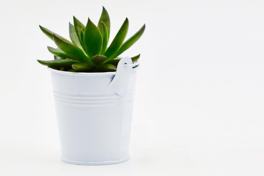 Succulent in 8cm Tin Bucket - White