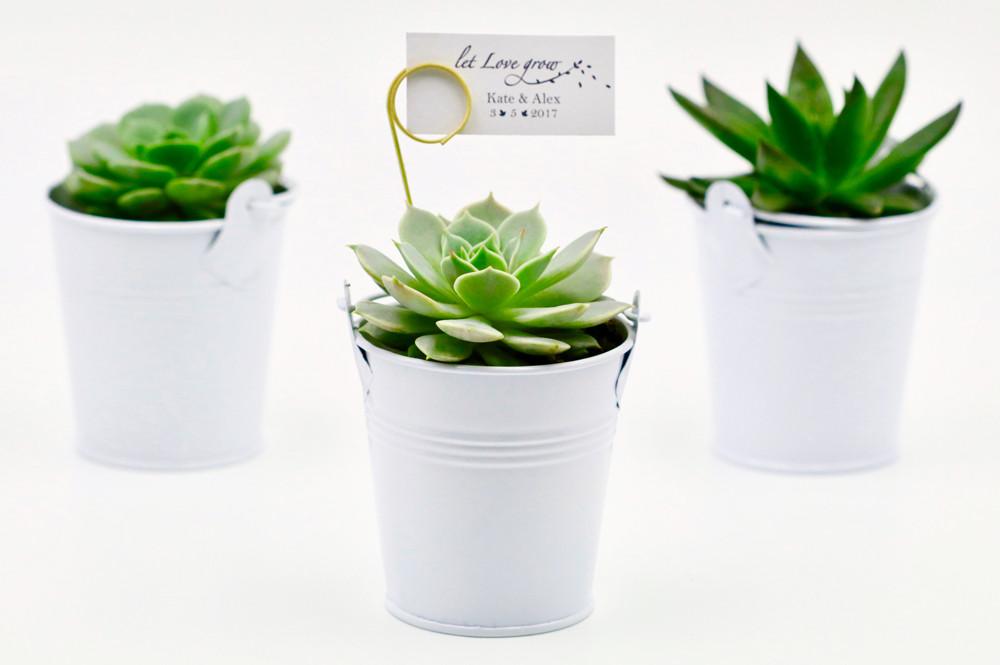 Succulent in 8cm Tin Bucket - White