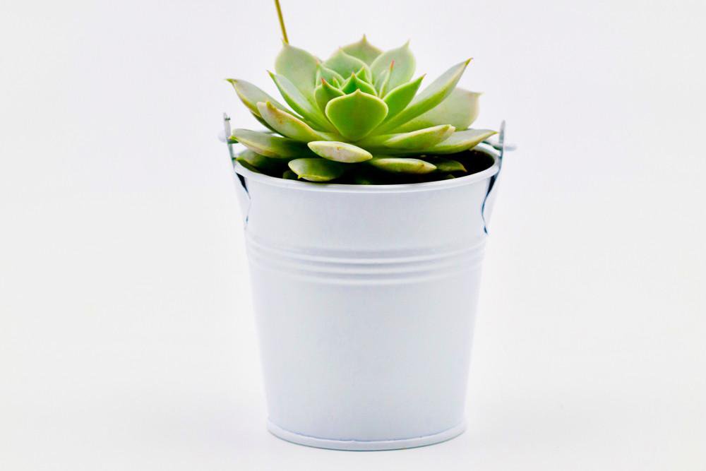 Succulent in 8cm Tin Bucket - White