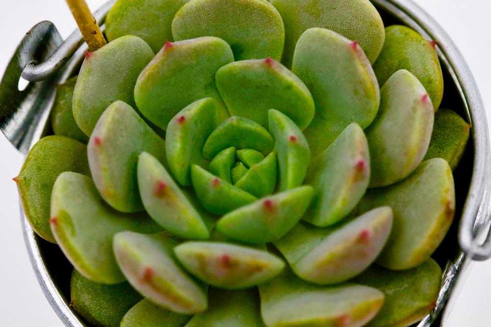 Succulent in 8cm Tin Bucket - Silver