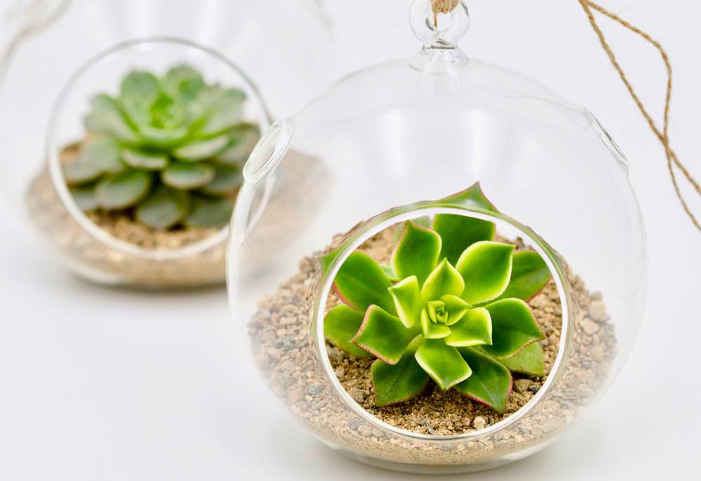 Succulent terrarium – Hanging Globe terrarium