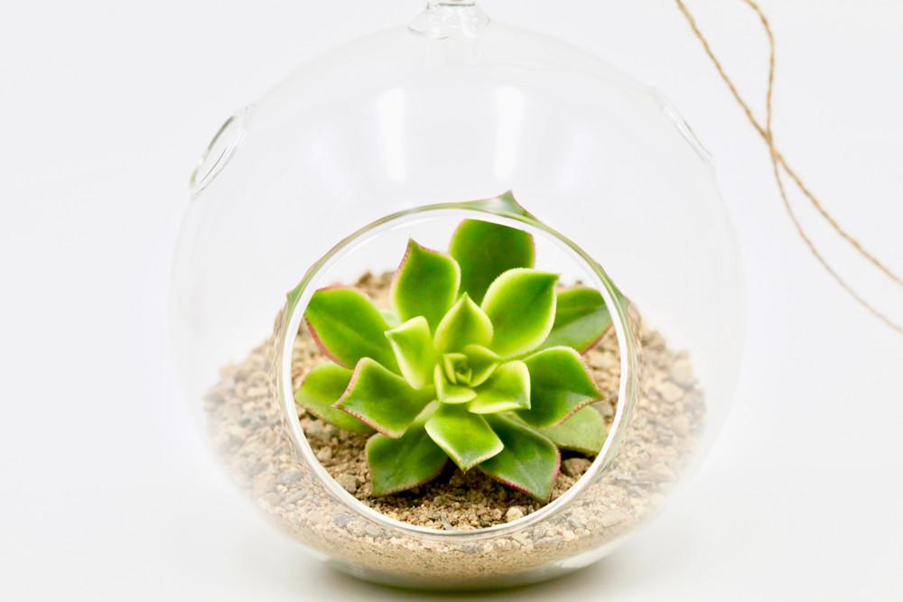 Succulent terrarium – Hanging Globe terrarium