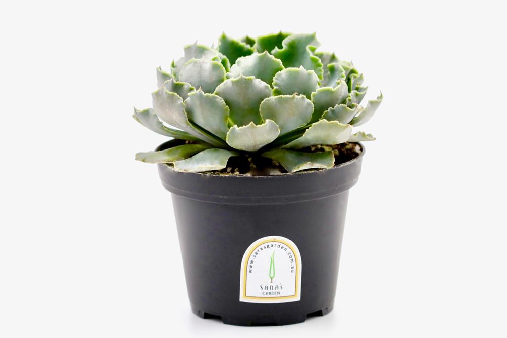 Potted Succulent Plant – 10 CM