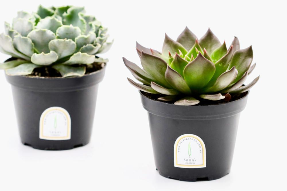 Potted Succulent Plant – 10 CM