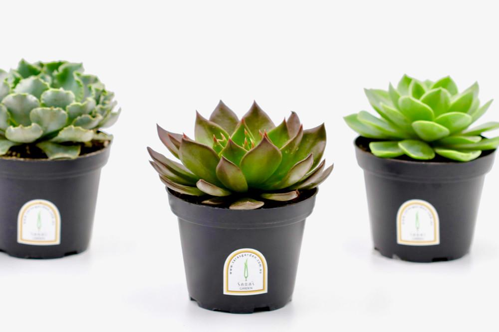 Potted Succulent Plant – 10 CM