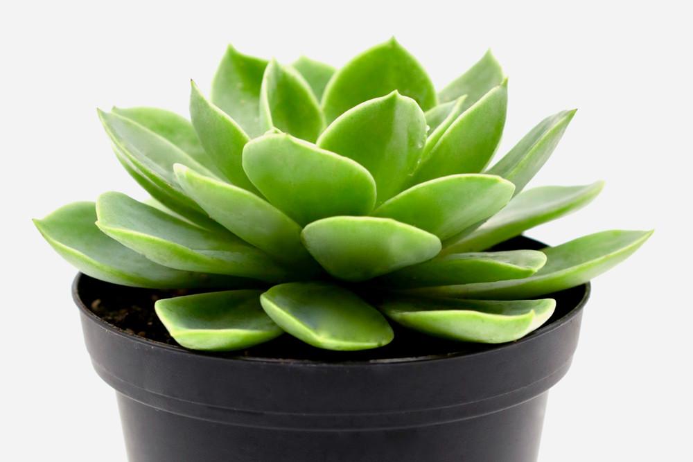 Potted Succulent Plant – 10 CM