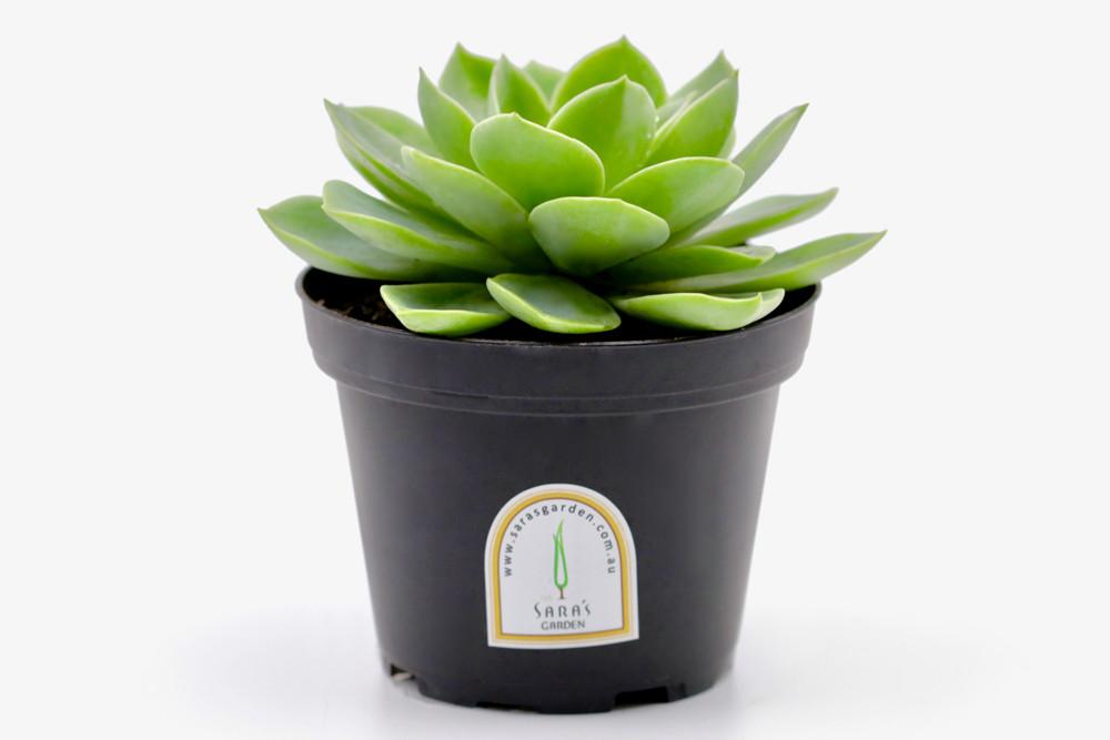 Potted Succulent Plant – 9CM