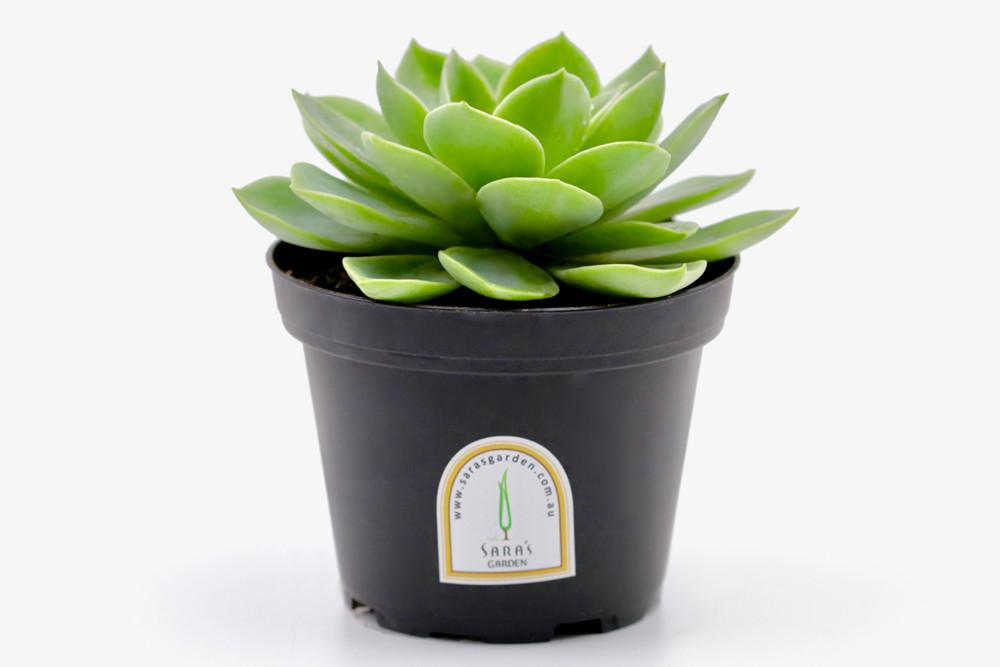 Potted Succulent Plant – 10 CM