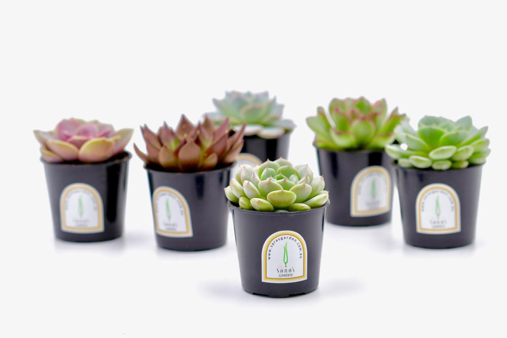 Mini Potted Succulent Plant – 6CM