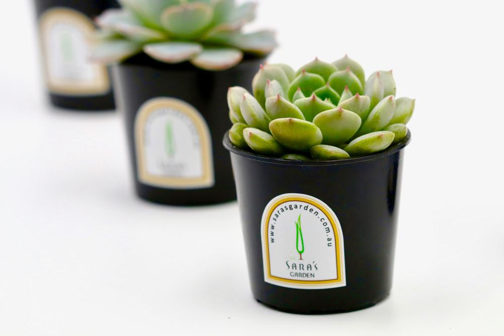 Mini Potted Succulent Plant – 6CM