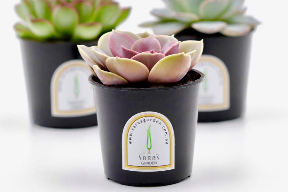 Mini Potted Succulent Plant – 6CM