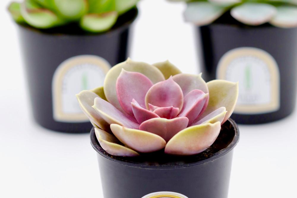 Mini Potted Succulent Plant – 6CM