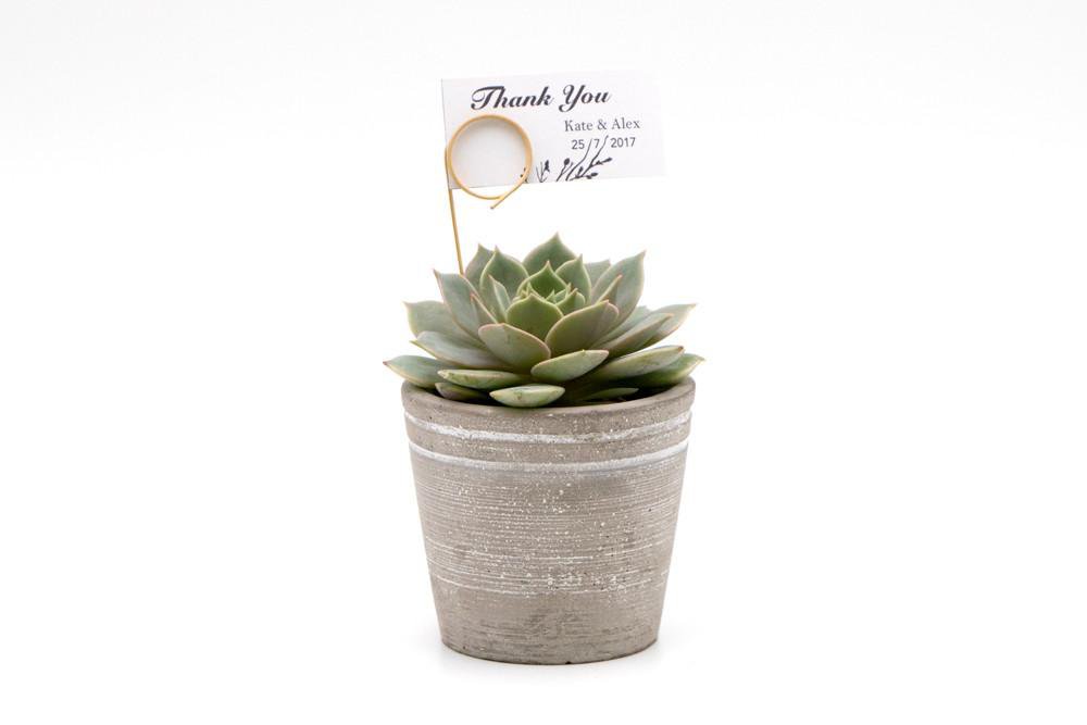 Succulent in Concrete Pot - Small