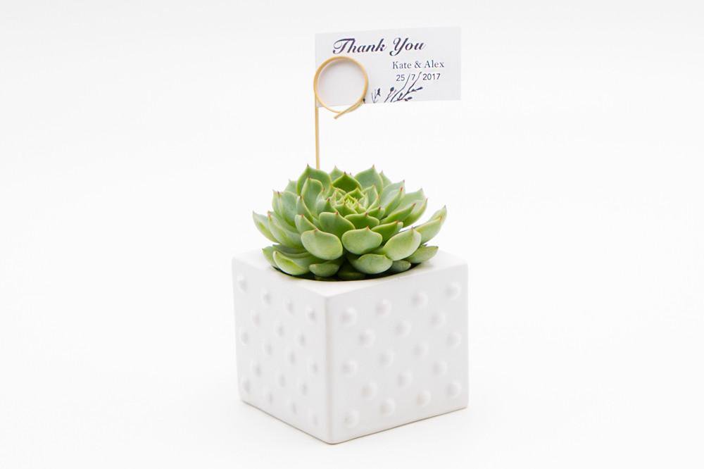 Succulent in Ceramic Polka Dot Pot