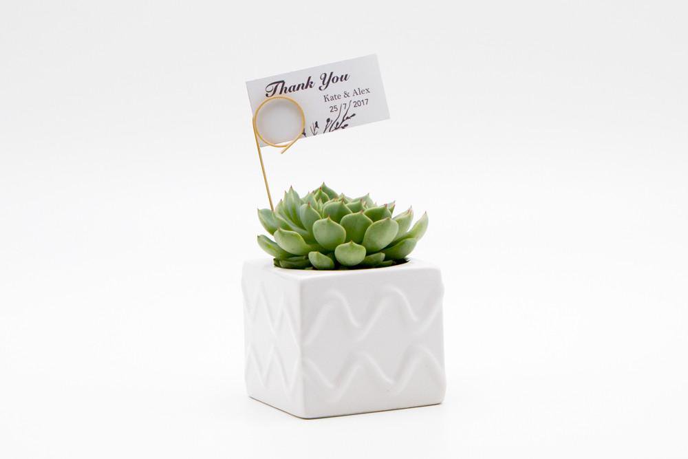 Succulent in Wavy Ceramic Pot