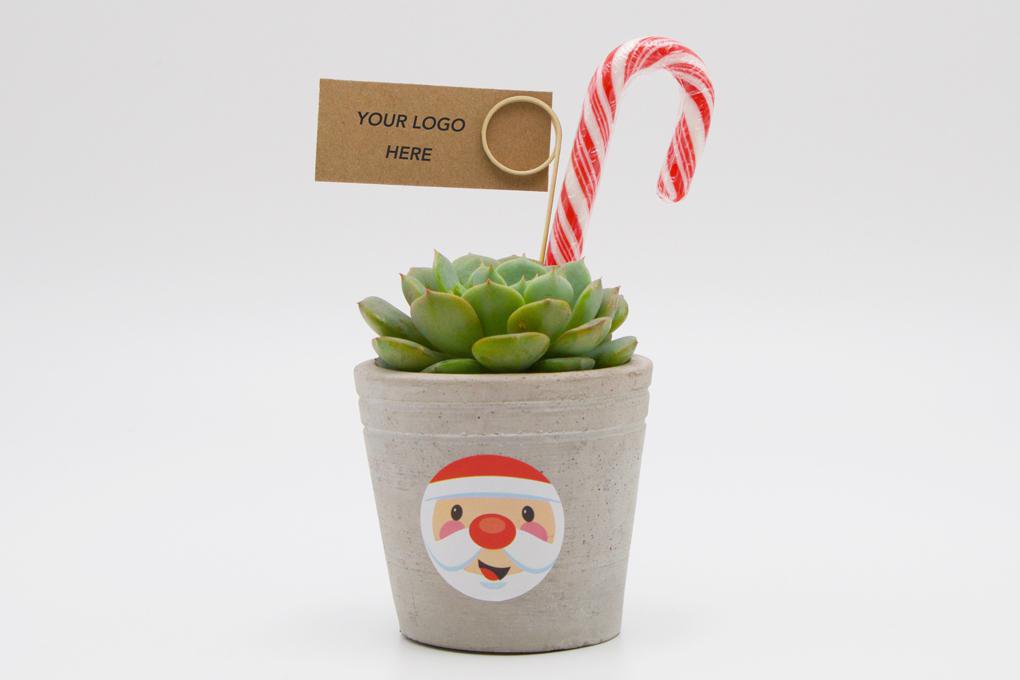 Succulent Christmas Gift in Concrete Pot - Small