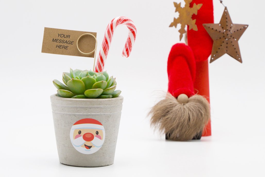 Succulent Christmas Gift in Concrete Pot - Small