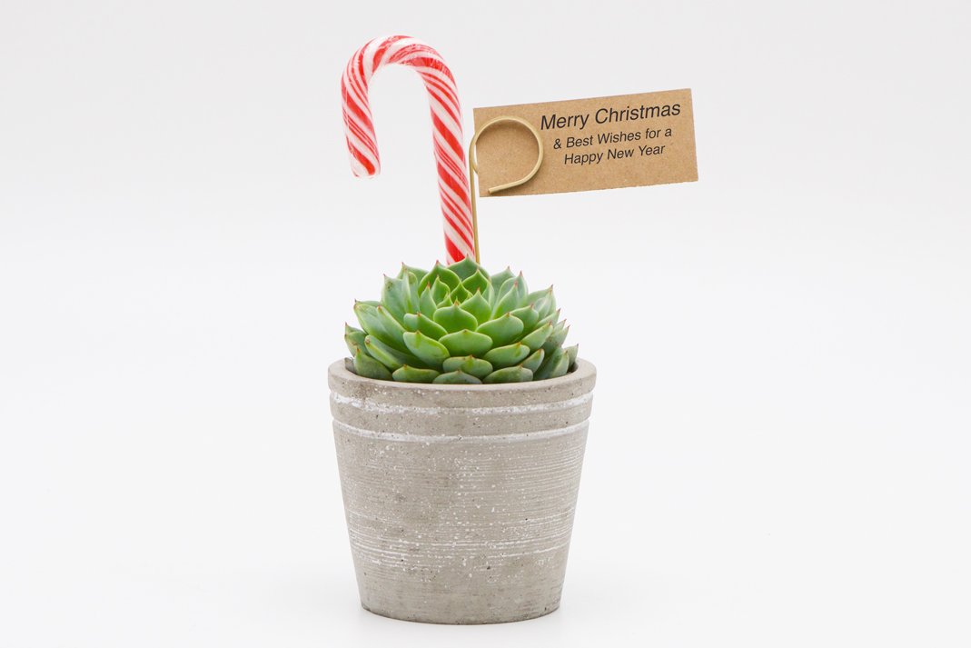 Succulent Christmas Gift in Concrete Pot - Small