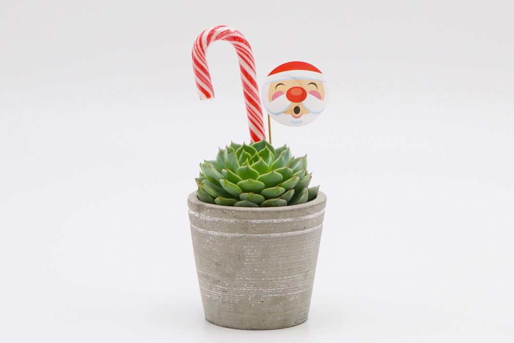 Succulent Christmas Gift in Concrete Pot - Small