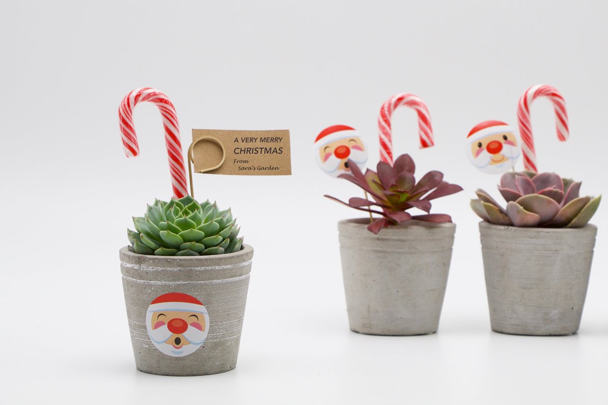 Succulent Christmas Gift in Concrete Pot - Small