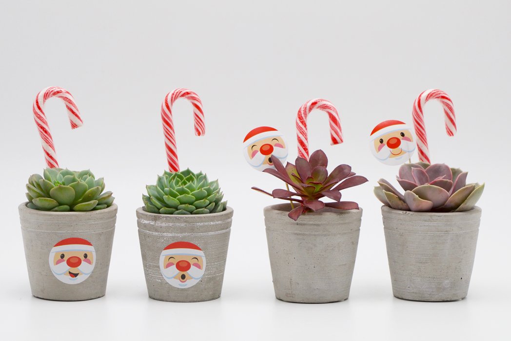 Succulent Christmas Gift in Concrete Pot - Small