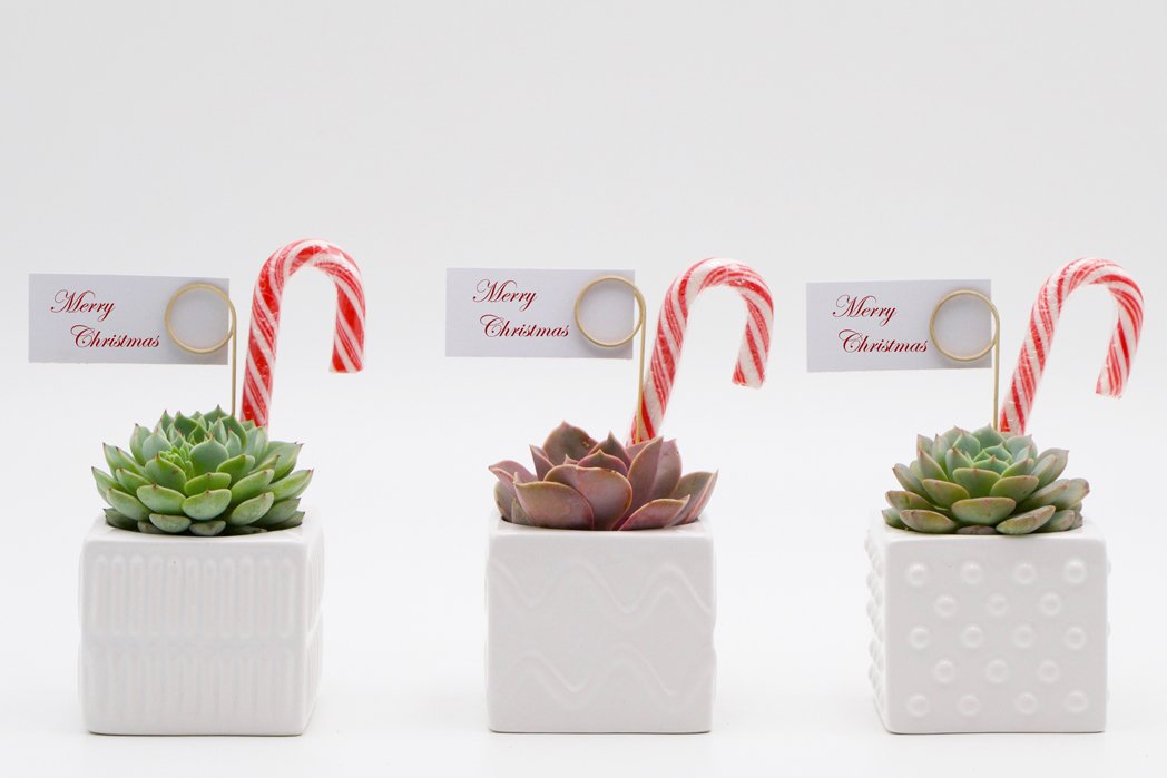 Succulent Christmas Gift in a mix of square ceramic pots