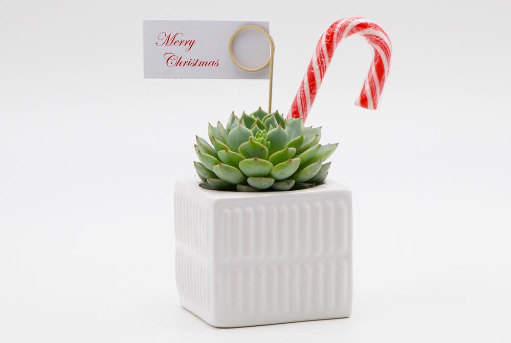 Succulent Christmas Gift in a mix of square ceramic pots