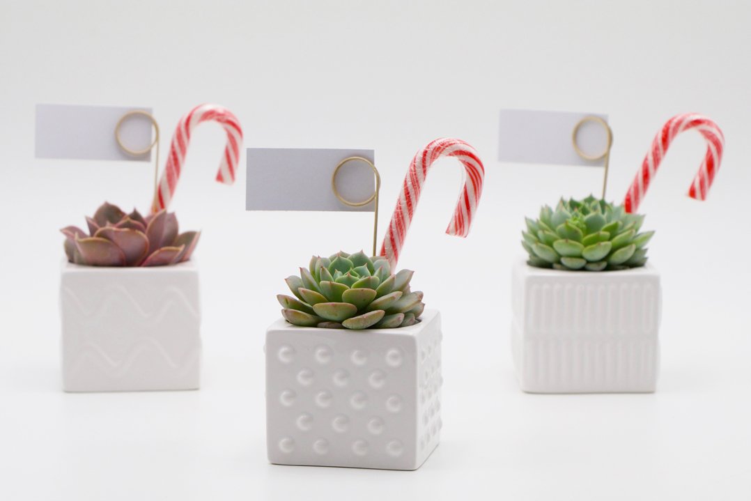 Succulent Christmas Gift in a mix of square ceramic pots