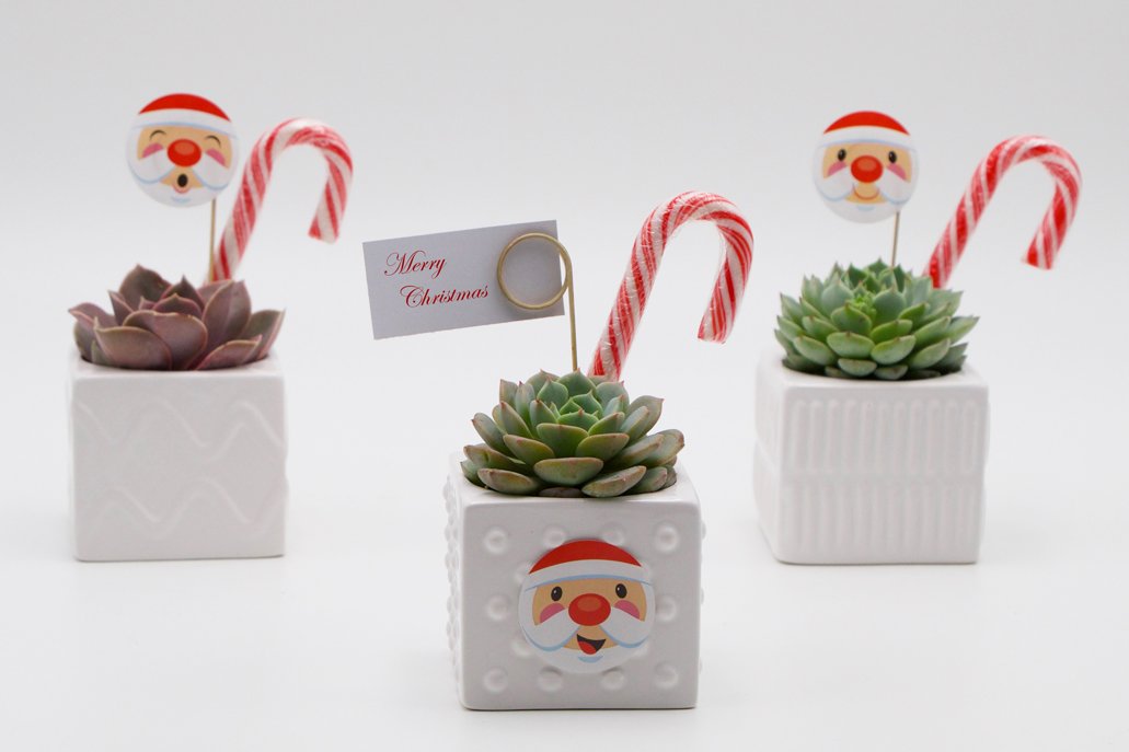 Succulent Christmas Gift in a mix of square ceramic pots