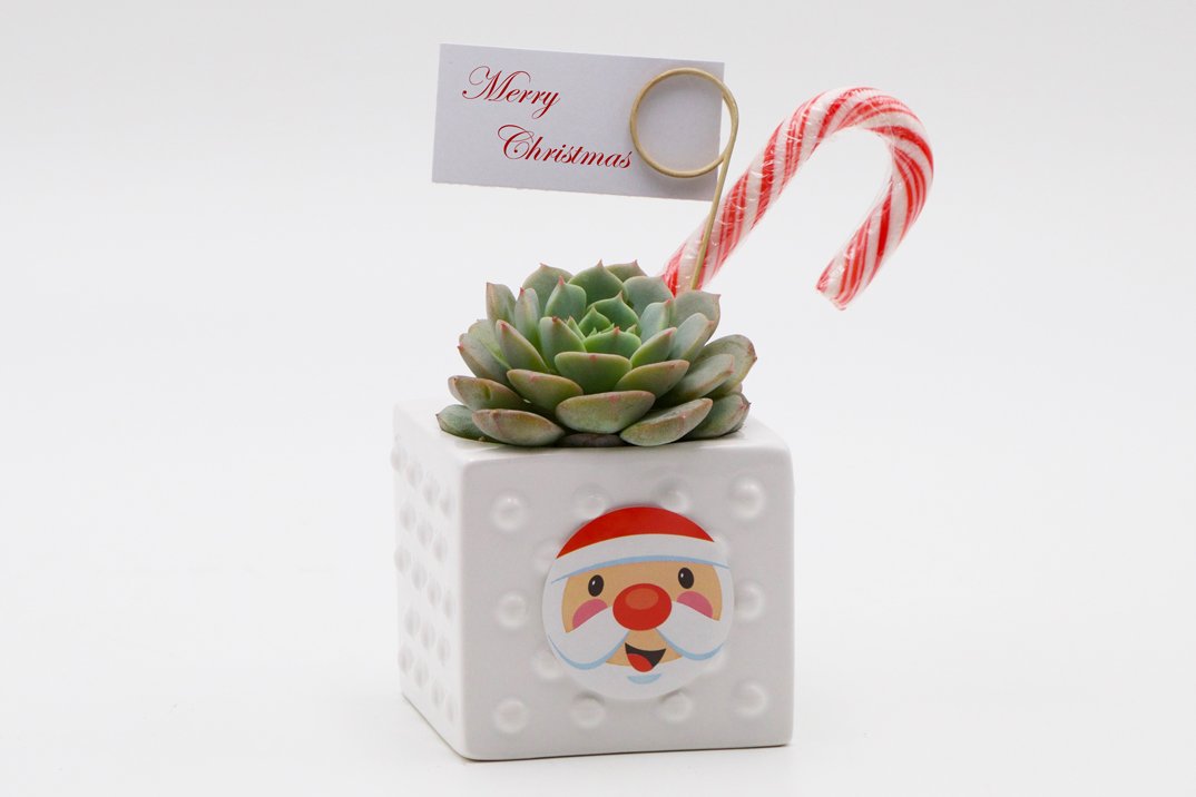 Succulent Christmas Gift in a mix of square ceramic pots