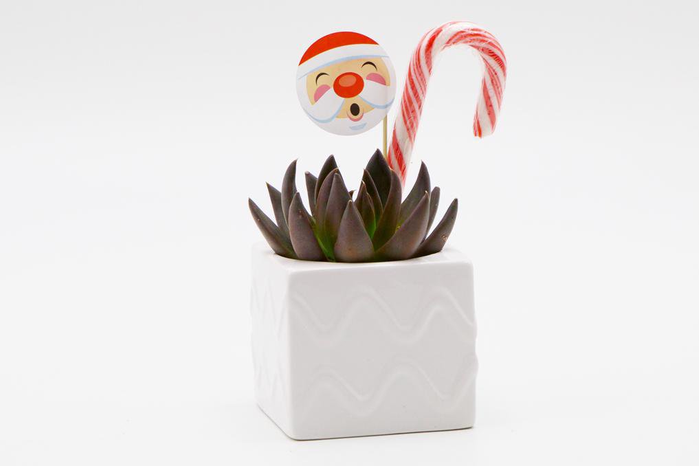 Succulent Christmas Gift in a mix of square ceramic pots