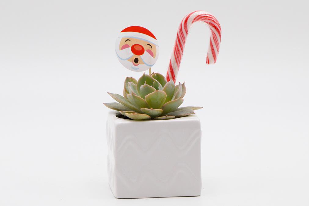 Succulent Christmas Gift in a mix of square ceramic pots