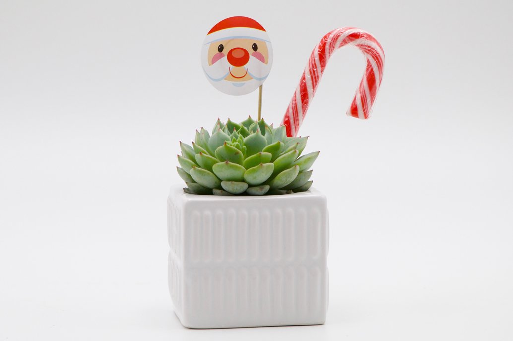 Succulent Christmas Gift in a mix of square ceramic pots