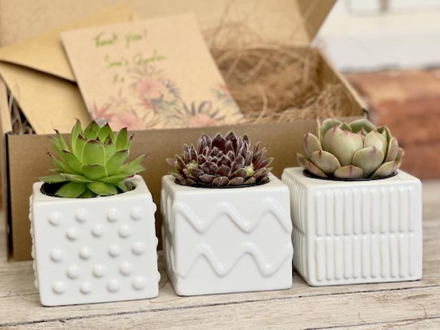 Trio succulents in designer ceramic pots - small succulent gift box